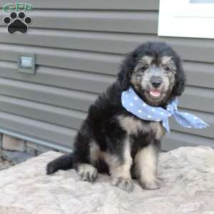 Roscoe, Mini Goldendoodle Puppy